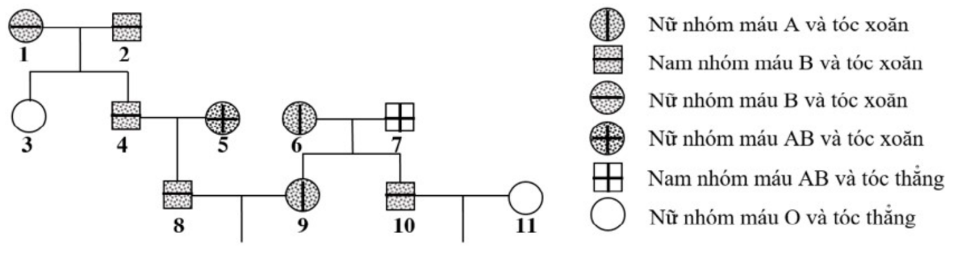 Ở người, gen quy định nh&oacute;m m&aacute;u v&agrave; gen quy định dạng t&oacute;c đều nằm tr&ecirc;n nhiễm sắc thể thường v&agrave; ph&acirc;n li độc lập. Theo d&otilde;i sự di truyền của hai gen n&agrave;y ở một d&ograve;ng họ, người ta vẽ được phả hệ sau: (ảnh 1)