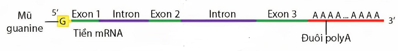 Ở tế bào nhân thực, quá trình phiên mã sau khi tạo tiền mRNA sẽ được gắn thêm đuôi poly – A ở đầu 3’, hiện tượng này có ý nghĩa gì ? (ảnh 1)