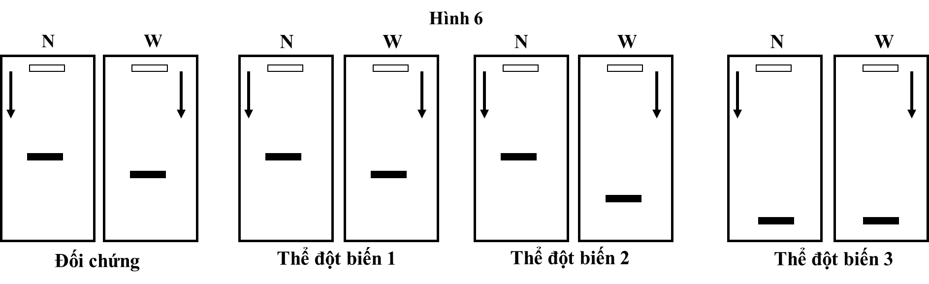 Để xác định được các kiểu đột biến của một gene, các nhà khoa học đã tách chiết mRNA của gene và chuỗi polypeptide do gene quy định rồi tiến hành phương pháp điện di  (ảnh 1)