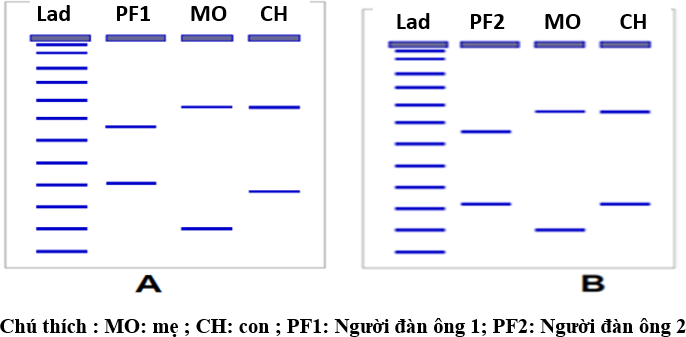 Để xác định người cha thực sự của con gái là PF1 hay PF2, người ta lấy mẫu DNA của 4 người (PF1, PF2, MO, CH) để kiểm tra. Bản gel điện di các mẫu DNA (ở hai locus khác nhau) của mỗi người được phân tích và kết quả điện di được thể hiện ở hình bên. (ảnh 1)