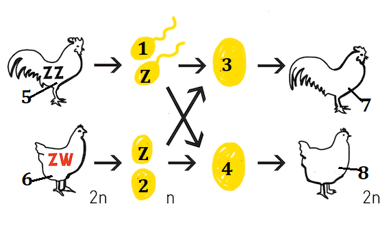 Hình bên mô tả cơ chế di truyền NST giới tính ở gà theo sơ đồ minh họa.  (ảnh 1)