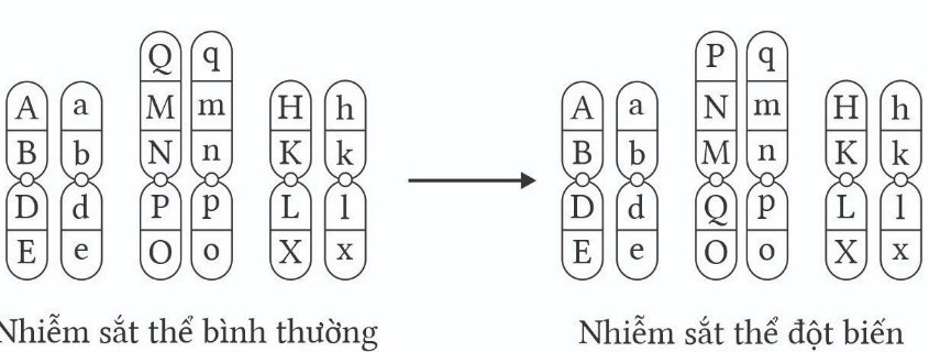 Một loài sinh sản hữu tính có bộ NST lưỡng bội 2n = 6. Hình dưới mô tả NST bình thường và NST sau đột biến. Theo lí thuyết, phát biểu nào sau đây đúng hay sai? (ảnh 1)