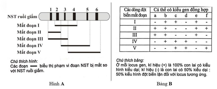 Bảng 2 thể hiện thông tin về các nitrogenous base ở vị trí nucleotide từ (1) đến (7) của một gene, qua đó có thể xác định mối quan hệ phát sinh chủng loại giữa các loài sinh vật I đến V, trong đó loài V là loài gốc.  (ảnh 1)