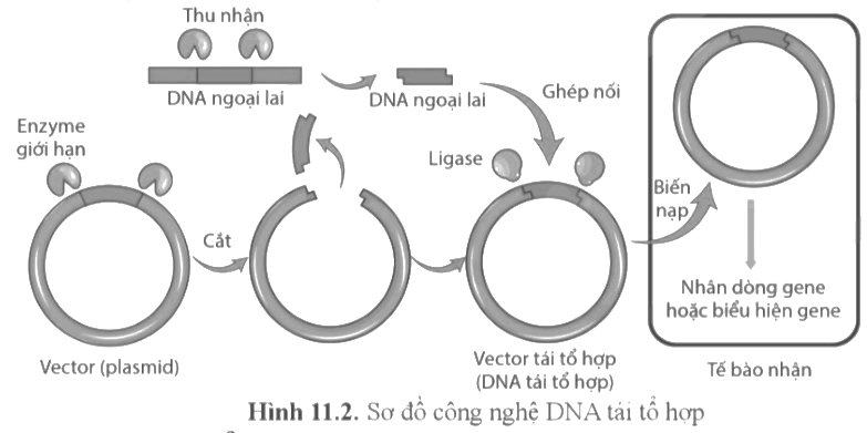 Dưới đây là sơ đồ công nghệ DNA tái tổ hợp. Khi nói về công nghệ tạo DNA tái tổ hợp, các nhận định dưới đây là đúng hay sai? (ảnh 1)