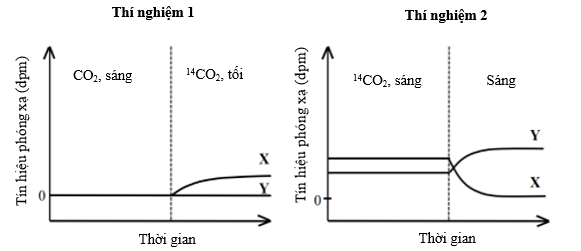 Tảo đơn bào Chlorella được dùng để nghiên cứu sự có mặt của 14C trong hai hợp chất hữu cơ X và Y thuộc chu trình Calvin bằng cách bổ sung 14CO2 vào môi trường nuôi và đo tín hiệu phóng xạ trong hai thí nghiệm sau: (ảnh 1)