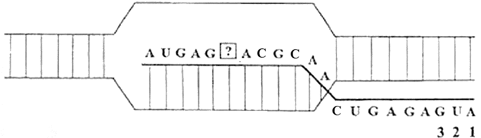 Hình bên mô tả một giai đoạn của quá trình phiên mã xảy ra trong vùng mã hóa của một gene ở sinh vật nhân sơ. Vị trí nucleotide 1-2-3 là bộ ba mở đầu; các nucleotide còn lại của gene không được thể hiện trên hình. (ảnh 1)