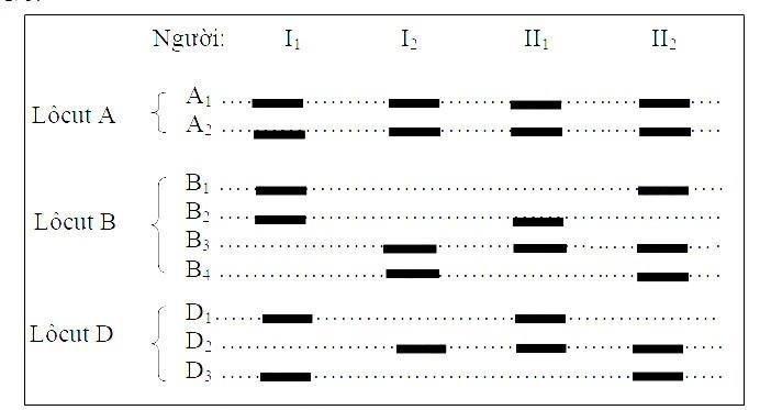 Hội chứng Đao ở người là do3 NST số 21. Trên NST số 21, xét 3 lôcut gen là A, B và D.  (ảnh 1)