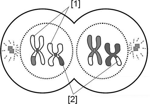 Dựa hình vẽ sau đây về tế bào đang ở một giai đoạn của phân bào giảm phân bình thường. Nhận định nào sau đây Sai về hình này? (ảnh 1)