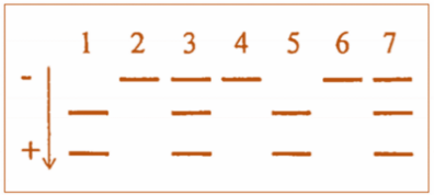 Đột biến gene p53 l&agrave; một nguy&ecirc;n nh&acirc;n g&acirc;y ung thư phổi ở người. Khi nghi&ecirc;n cứu gene p53 ở một số bệnh nh&acirc;n ung thư phổi, người ta ph&aacute;t hiện thấy c&oacute; đột biến thay thế cặp nucleotide G-C (ảnh 1)