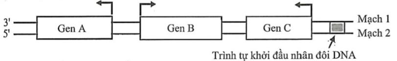 Hình dưới đây mô tả sơ đồ 3 gene A, B, C cùng nằm trên một phân tử DNA ở một loài vi khuẩn. Mũi tên ở mỗi gene chỉ vị trí bắt đầu phiên mã và hướng phiên mã của gene đó. (ảnh 1)