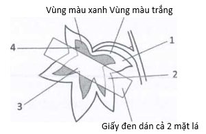 Một cây có lá gồm vùng màu xanh và vùng màu trắng được loại bỏ tinh bột bằng cách đặt nó trong tủ tối suốt 48 giờ. (ảnh 1)