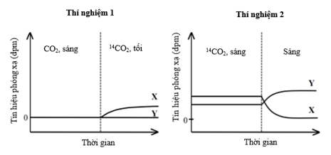 Tảo đơn bào Chlorella được dùng để nghiên cứu sự có mặt của 14C trong hai hợp chất hữu cơ X và Y thuộc chu trình Calvin bằng cách bổ sung 14CO2 vào môi trường nuôi và đo tín hiệu phóng xạ trong hai thí nghiệm sau: (ảnh 1)
