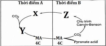 Sơ đồ bên dưới mô tả con đường cố định CO2 ở thực vật CAM. Khi nói về sơ đồ này, mỗi nhận định sau là đúng hay sai ? (ảnh 1)
