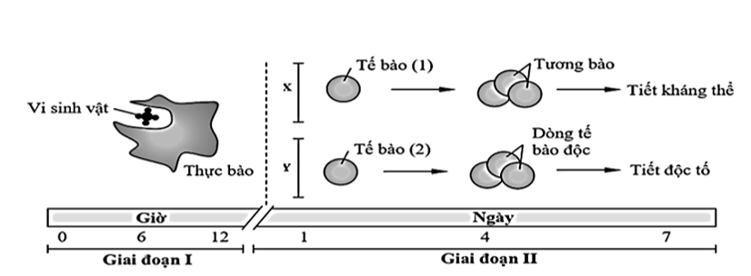 Hình dưới đây mô tả quá trình đáp ứng miễn dịch (X, Y) của cơ thể khi một loại vi sinh vật xâm nhập qua hàng rào bảo vệ tự nhiên của da, vượt qua lớp biểu mô  (ảnh 1)
