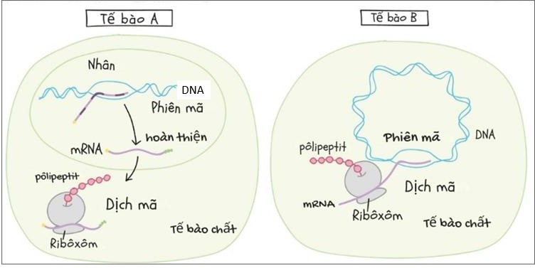 Để xác định người cha thực sự của con gái là PF1 hay PF2, người ta lấy mẫu DNA của 4 người (PF1, PF2, MO, CH) để kiểm tra. Bản gel điện di các mẫu DNA (ở hai locus khác nhau) của mỗi người được phân tích và kết quả điện di được thể hiện ở hình bên. (ảnh 2)