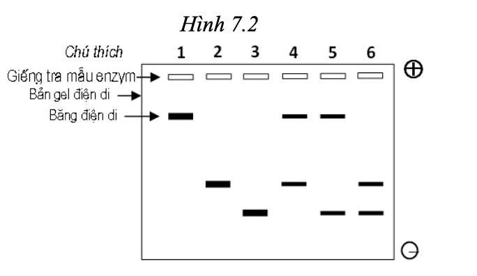 Một nhà nghiên cứu thu thập lá cây từ một quần thể lớn của loài cây Mimulus guttatus. Mỗi lá được lấy từ một cây, sau đó được nghiền riêng để thu enzyme X.  (ảnh 1)