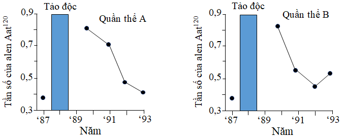 Các nhà khoa học đã nghiên cứu 2 quần thể sên biển sống ở vùng triều (vị trí X) của bờ biển Ursholmen. Mỗi năm, nhóm nghiên cứu đã xác định tần số alen mã hóa cho enzyme aspartate aminotransferase (ảnh 1)