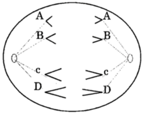 Hình bên thể hiện hoạt động của NST trong một tế bào lưỡng bội (2n) ở một loài sinh vật đang trong quá trình phân bào bình thường. Tổng số chromatid của 88 tế bào lưỡng bội ở loài này đang ở kì giữa của quá trình nguyên phân bình thường là bao nhiêu? (ảnh 1)