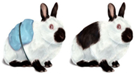 Người ta làm thí nghiệm trên giống thỏ Himalaya như sau: Cạo một phần lông trắng trên lưng thỏ và buộc vào đó một cục nước đá; sau một thời gian (ảnh 1)