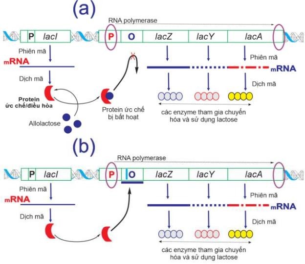 Khi quan s&aacute;t h&igrave;nh (a) l&agrave; dạng b&igrave;nh thường v&agrave; (b) l&agrave; dạng đột biến, thể hiện cơ chế hoạt động của operon lac, một học sinh đ&atilde; đưa ra một số nhận định. C&oacute; bao nhi&ecirc;u nhận định sai: (ảnh 1)