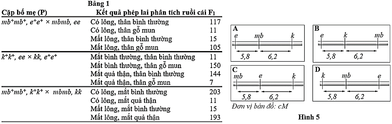 Ở ruồi giấm, allele mb+ quy định thân có lông, allele lặn mb quy định thân không có lông; allele e+ quy định màu thân bình thường,  (ảnh 1)