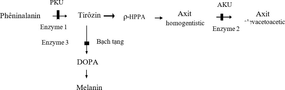 Sơ đồ bên mô tả con đường chuyển hóa phenynalanine liên quan đến 3 bệnh chuyển hóa di truyền ở người bao gồm phenylketone niệu (PKU), alkapton niệu (AKU) và bạch tạng. (ảnh 1)