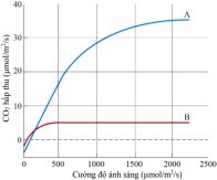 Đồ thị dưới đây thể hiện lượng CO2 hấp thụ qua quang hợp ở cây rau dền đỏ (Amaranthus tricolor). Ở cường độ ánh sáng dưới 200 μmol/m²/s, khi nói về lợi thế trong việc hấp thụ CO₂, nhận định nào sau đây đúng? A. Cây A lợi thế hơn cây B. (ảnh 1)