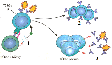 Dựa tr&ecirc;n h&igrave;nh v&agrave; cơ ch&ecirc;́ k&iacute;ch th&iacute;ch h&igrave;nh th&agrave;nh miễn dịch thể dịch như sau:   Hỏi tế b&agrave;o B nhớ tương ứng với số mấy tr&ecirc;n h&igrave;nh vẽ?  (ảnh 1)