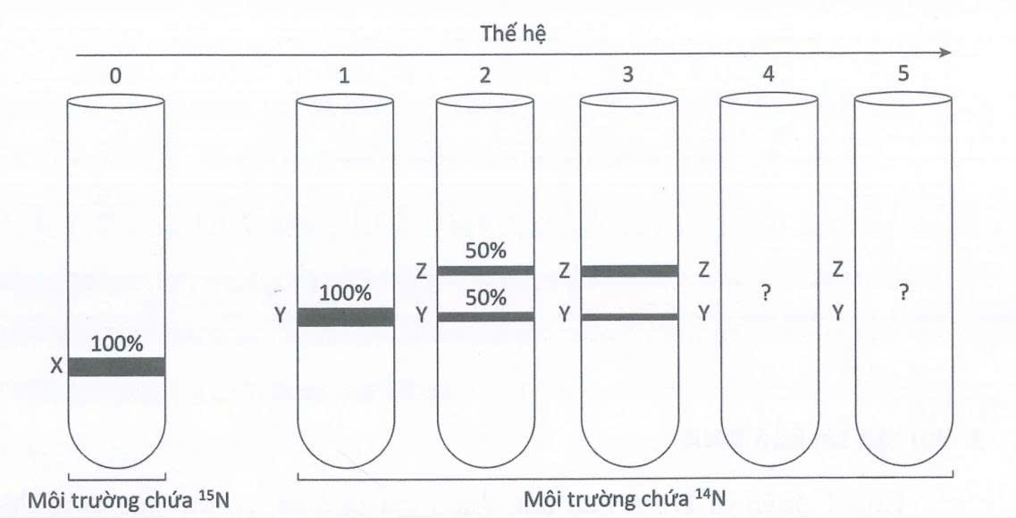 Các nhà khoa học đã nuôi cấy tế bào E.coli qua một số thế hệ trong môi trường chứa các nucleotide tiền chất được đánh dấu đồng vị phóng xạ nặng N15,  (ảnh 1)