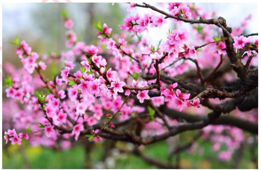 Câu nào dưới đây có sử dụng hình ảnh nhân hoá phù hợp với bức ảnh dưới đây: (ảnh 1)