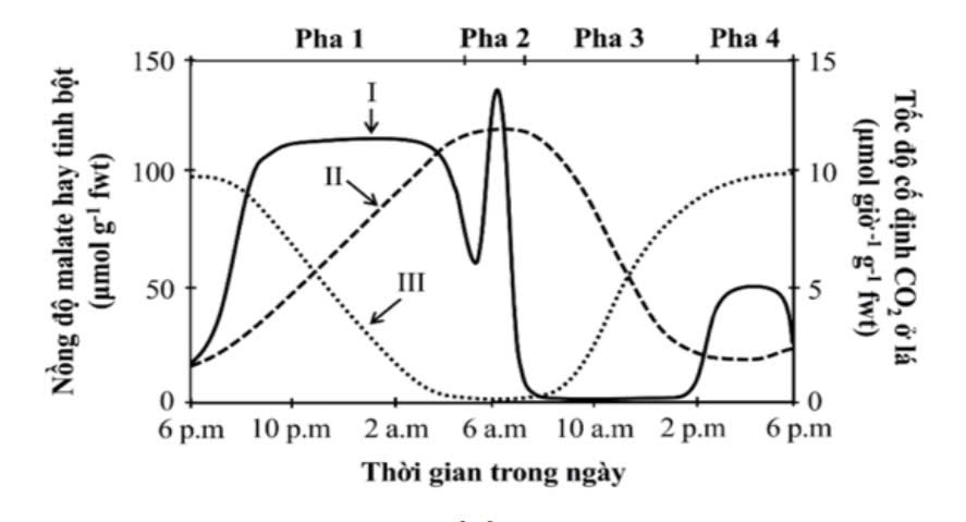 Thực vật CAM có một số đặc điểm thích nghi với điều kiện khô hạn và cố định CO2 theo các giai đoạn khác nhau trong ngày.  (ảnh 1)