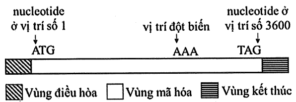 Một gene ở sinh vật nhân sơ có cấu trúc được thể hiện ở hình bên; trong đó, ATG và TAG lần lượt là mã mở đầu và mã kết thúc của gene. Một đột biến thay thế cặp nucleotide làm biến đổi bộ ba AAA thành TAA,  (ảnh 1)