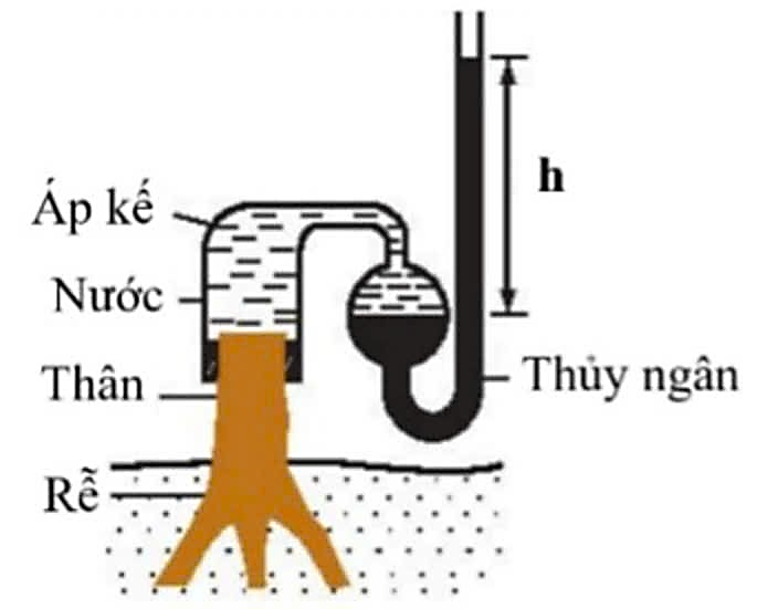 Hình 1 mô tả thí nghiệm chứng minh sự tồn tại của áp suất rễ. Phát biểu dưới đây là sai? (ảnh 1)