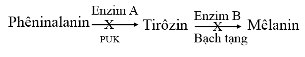 Sơ đồ bên là sơ đồ rút gọn mô tả con đường chuyển hóa phêninalanin liên quan đến hai bệnh chuyển hóa ở người, gồm phêninkêto niệu (PKU) và bạch tạng.  (ảnh 1)