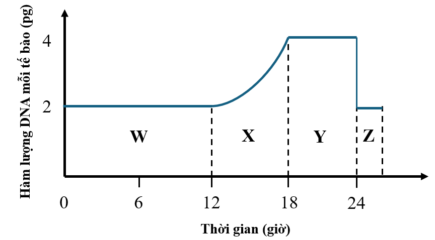 Hình dưới đây cho thấy sự thay đổi hàm lượng DNA của tế bào thực vật trong một chu kì tế bào. Để nghiên cứu, các nhà khoa học đã thêm các nucleotide loại thymine mang phóng xạ vào môi trường nuôi cấy tế bào lúc 0 giờ (ảnh 1)