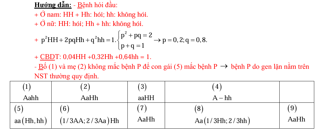 Biết rằng hai cặp gene quy định hai tính trạng nói trên không cùng nằm trong một nhóm gene liên kết; bệnh hói đầu do alen trội H nằm trên nhiễm sắc thể thường quy định, kiểu gene dị hợp Hh (ảnh 2)