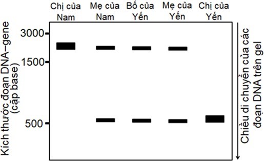 Điện di tr&ecirc;n gel agarose l&agrave; kỹ thuật chủ yếu để t&aacute;ch c&aacute;c đoạn DNA c&oacute; k&iacute;ch thước kh&aacute;c nhau, dưới t&aacute;c động của điện trường, những đoạn DNA c&oacute; k&iacute;ch thước b&eacute; di chuyển được xa hơn tr&ecirc;n bản điện di.  (ảnh 1)