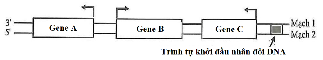 Hình dưới đây mô tả sơ đồ 3 gene A, B, C cùng nằm trên một phân tử DNA ở một loài vi khuẩn. Mũi tên ở mỗi gene chỉ vị trí bắt đầu phiên mã và hướng phiên mã của gene đó. Theo lí thuyết, phát biểu nào sau đây sai? (ảnh 1)