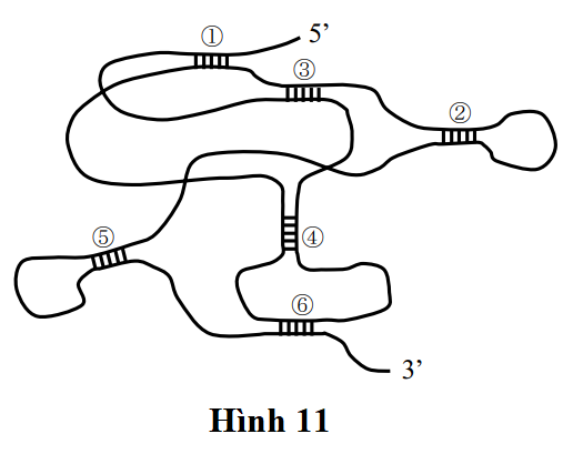 Chúng ta biết rằng quá trình tổng hợp mRNA từ DNA có tính định hướng, và mRNA được tạo ra đôi khi có thể tạo thành các cặp base bổ sung một phần. (ảnh 1)