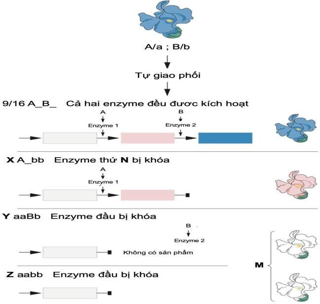 Hình bên mô tả một quy luật di truyền do hai gene quy định, A và B với các kiểu gene lặn tương ứng là a và b. (ảnh 1)