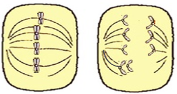 Hình 14 mô tả 2 giai đoạn trong quá trình phân bào của một tế bào ở một loài sinh sản hữu tính.  - Xác định số lượng bộ NST lưỡng bội của cá thể mang tế bào trên? (ảnh 1)