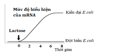 Sơ đồ bên thể hiện sự biểu hiện mRNA lac ở tế bào E. coli kiểu dại (bình thường) và các kiểu đột biến sau khi lactose được bổ sung vào môi trường nuôi cấy cạn kiệt glucose.  (ảnh 1)