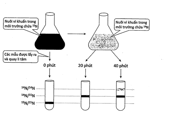 Tại viện công nghệ Califormia, Matthew Meselson và Franklin Stahl đã nuôi cấy tế bào E.coli qua một số thế hệ trong môi trường chứa các nucleotide tiền chất được đánh dấu bằng đồng vị phóng xạ (ảnh 1)