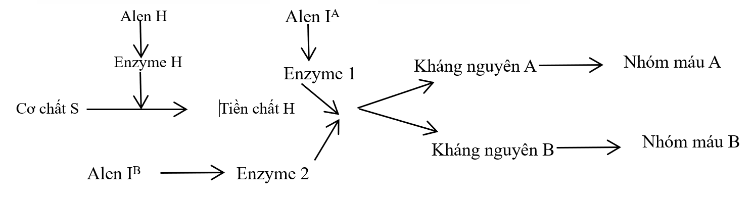 Ở người, sự hình thành nhóm máu ABO do hoạt động phối hợp của 2 gene H và I, được thể hiện trong sơ đồ hình bên dưới. (ảnh 1)