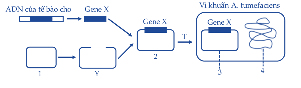Để tạo giống lúa vàng (golden rice) giàu Beta-caroten góp phần cải thiện tình trạng thiếu vitamin A ở trẻ em, người ta cần chuyển genee X từ một loài thực vật vào cây lúa.  (ảnh 1)