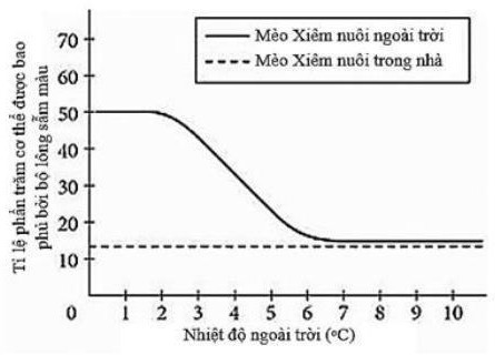 Ở lo&agrave;i m&egrave;o Xi&ecirc;m thường c&oacute; bộ l&ocirc;ng sẫm m&agrave;u hơn ở tai, mũi, b&agrave;n ch&acirc;n v&agrave; đu&ocirc;i. C&aacute;c th&iacute; nghiệm thực tế đ&atilde; cho thấy rằng nếu để m&egrave;o Xi&ecirc;m ở ngo&agrave;i trời trong thời gian nhiều hơn một giờ mỗi ng&agrave;y  (ảnh 1)