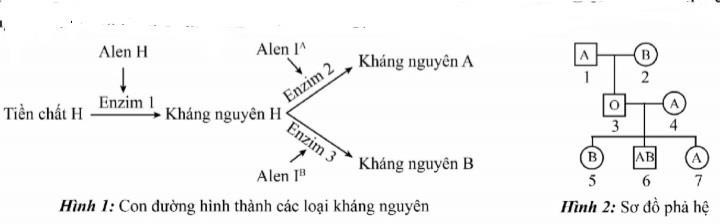 Nhóm máu ABO được đặc trưng bởi sự hiện diện của kháng nguyên trên tế bề mặt bào hồng cầu, phân tử tiền chất hiện diện trên tế bào hồng cầu là tiền chất H. (ảnh 1)