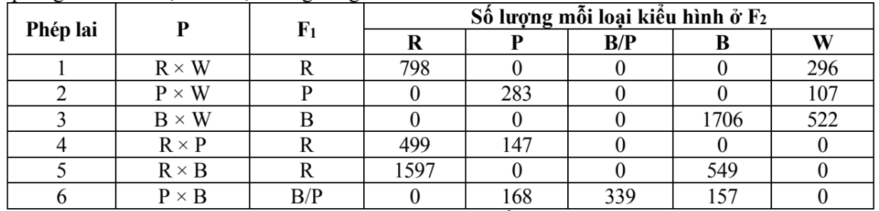 Ở một giống đậu lưỡng bội, tính trạng màu hạt do một gene có nhiều allele quy định, gồm các dạng: Đỏ (R), tím (P), xanh (B), xanh tím (B/P) và trắng (W).  (ảnh 1)