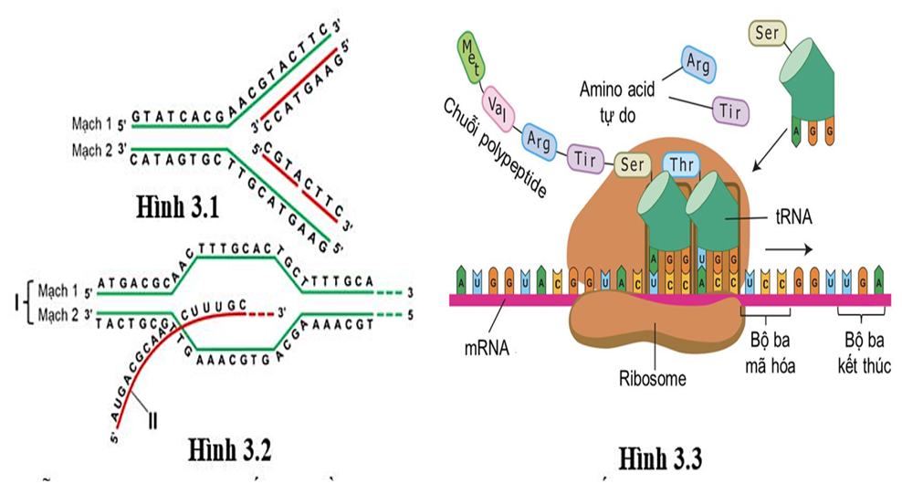 Cấu trúc DNA dạng sợi kép, mạch thẳng phổ biến ở sinh vật nhân thực có những ưu thế gì trong tiến hoá so với cấu trúc DNA dạng sợi kép, mạch vòng phổ biến ở sinh vật nhân sơ? (ảnh 1)