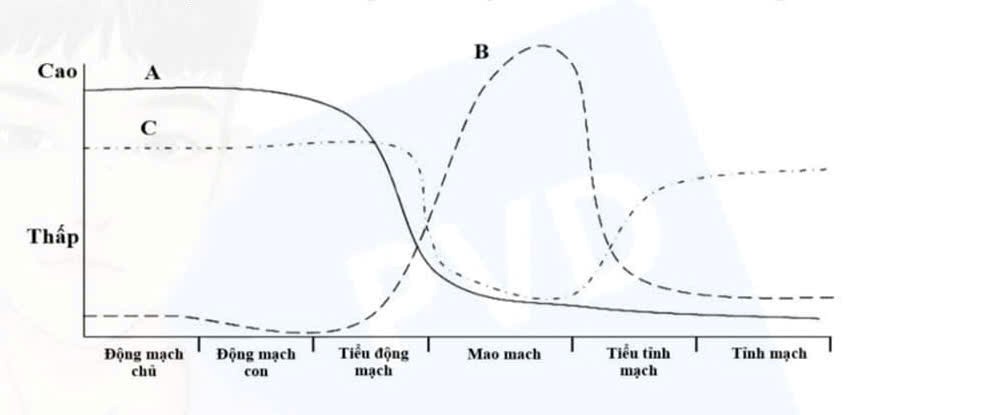 Cho các nhóm động vật sau: châu chấu, gà, ốc, trâu, cua, giun đất. Hãy xếp chúng vào các hình thức hô hấp phù hợp? (ảnh 2)